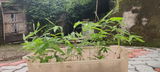 maulik review photo