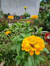 Daliakharlyngdoh review photo