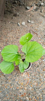 Ashok nishad review photo