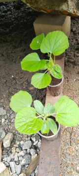 Ashok nishad review photo