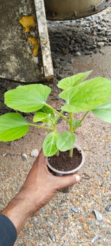Ashok nishad review photo