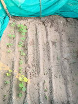 Praveen Punia review photo