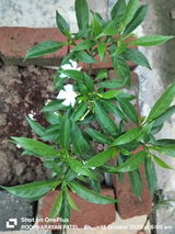 ROOPNARAYAN PATEL review photo