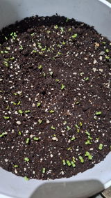 Mizo Gardener review photo