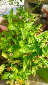 S. Sachdeva review photo