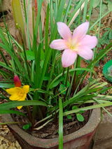 Umesh review photo