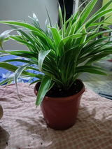 Rinky Giri review photo