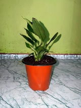 geetanjali soni review photo