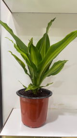 Roohi review photo