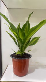 Roohi review photo