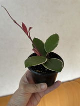 Mervi Leeiner review photo