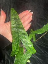 Olga Przybyl review photo