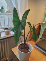 L.G.J. review photo