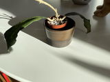 Aina Stangberg review photo
