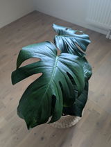 Irma review photo