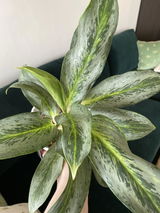 Anastasia Aratovska review photo