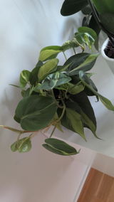 Ricardo Rico review photo