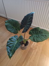 Johan review photo