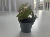 qiankun zhang review photo