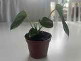 qiankun zhang review photo