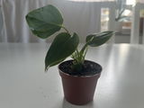 qiankun zhang review photo