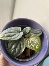 Anonym review photo