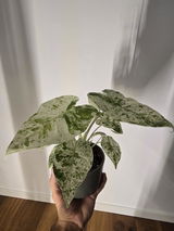 Anonym review photo
