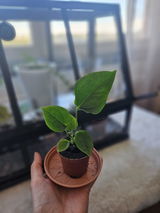Lillemor W review photo