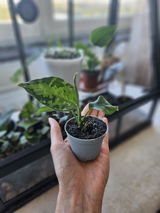 Lillemor W review photo
