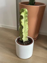 Bo review photo