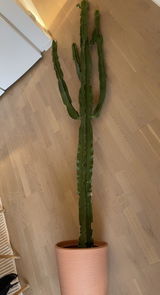 Bo review photo
