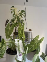 Urska review photo