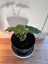 Fredrik Berg review photo