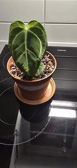 Anonym review photo