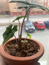 Jasmine review photo