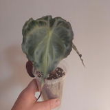 Vilma Zubaviciute review photo