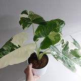Vilma Zubaviciute review photo