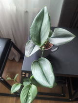 Kim Bohman review photo