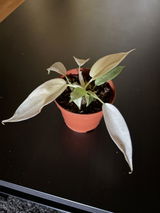 Diana Madsen review photo