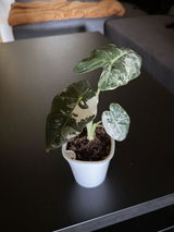 Diana Madsen review photo