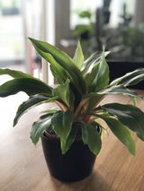Johana review photo