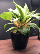 Johana review photo