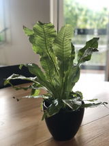 Johana review photo