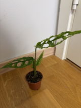 Anonym review photo