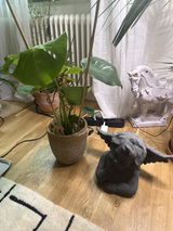 Ann Ask review photo