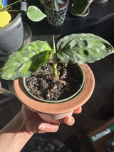 Xie Jun review photo