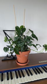 Andreas review photo