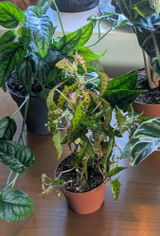Andreas review photo