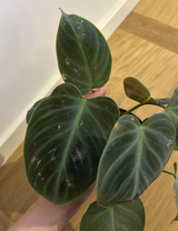 Hsiu-Fang Chien review photo