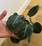 Hsiu-Fang Chien review photo